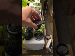 How to Plant in a Hydroponic System