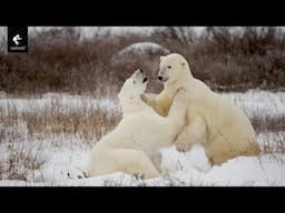 Exploring #svalbard  & #polarbears  : A Wildlife Journey with Toehold & Jayanth Sharma