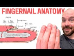 Nail Anatomy (Fingernails and Toenails) | Integumentary System