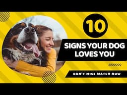 10 ways to know your dog loves you