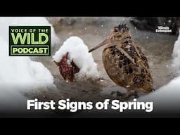 Bonus: First Signs of Spring – Voice of the Wild