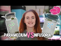 Paramecium VS. Infusoria - How to Culture and Which is Better? (Betta Fry Live Foods Comparison)