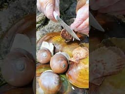 #pearl #seafood #hunting pearls #picking pearls #fishing #food #satisfying #relax #fish #outdoors