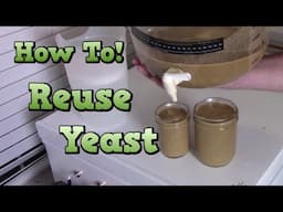 Save Money & Make Better Beer - Reuse Yeast!!