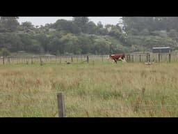 Cow charging Canada Geese