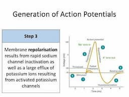 AH Biology 1.4d Part 1 - Nerve Impulse Transmission - Generation of a Nerve Impulse