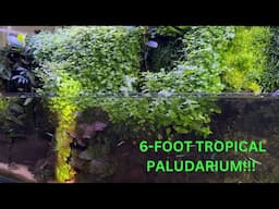 How is our Tropical Palidarium doing?