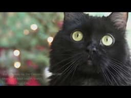 "I'm Climbing Up The Christmas Tree NEOW!" Lyric Video! 🎄