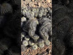 Crested Copiapoa monster in habitat 🤯 Has to be over 200 years old.