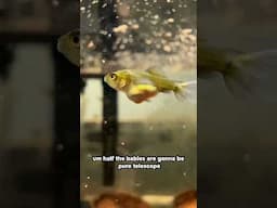 Jack is the father AND the grandfather of these fish? (Sweet home Alabama)