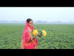 বাগান থেকে হলুদ ফুলকপি তুলে দই ফুলকপি রান্না সঙ্গে লাউশাক ও সিম ভর্তা