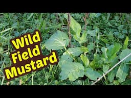 Field Mustard and Black-eyed Peas - a great wild food tradition