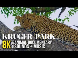 8K HDR Amazing African Wildlife - Episode 2 | Stunning Animal Documentary from Kruger Park + Music