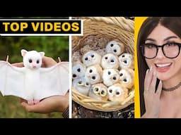 Adorable TikTok Animals That Will Melt Your Heart | SSSniperWolf