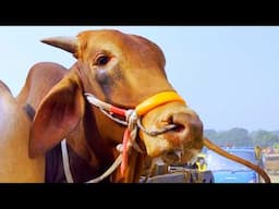 cow unloading, cow videos, cow video, animal, big cow, goru hamba cow, Ep-159