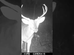 Hello…Public Land Whitetail Buck, South Louisiana #trailcamera #bucks #deer #wildlife #swampdeer