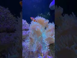 I bought 2 Clownfish at 2 different stores 😘look at them dancing with the coral!