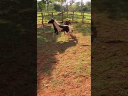 This Wild Horse was CRAZY! He’s come a long way from day 2! #horse #horsetraining #equestrian