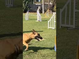 My Malinois Puppy LOVES Agility #shorts #doglover #dogtraining #malinois