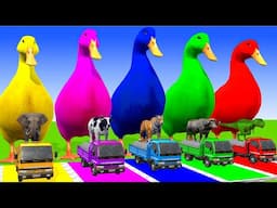 5 Giant Duck Cartoon,Cow,Elephant,Tiger,Lion,Dinosaur,Paint Wild Animals Crossing Fountain Animation