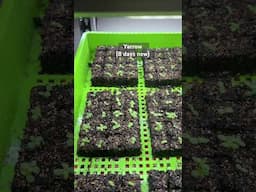 Yarrow is a fast germinating perennial here! #seeds #seedstarting