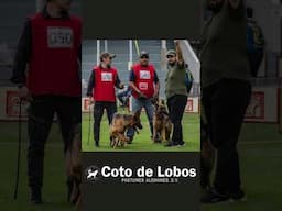 Coto de Lobos Pastor Alemán #shorts #cotodelobos