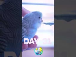 100 days of hand feeding budgie #shorts #timelapse #growth