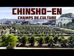 LES CHAMPS DE CULTURE DE CHINSHO-EN 中西珍松園・盆栽 - 3ème partie 🌱 NEJIKAN BONSAI 🌱