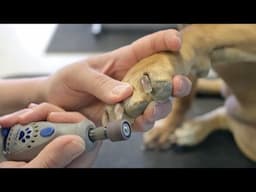 How to Dremel Your Dogs Nails - Do-It-Yourself Dog Grooming