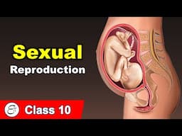 Sexual Reproduction in Human Beings || in Hindi for Class 10