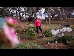 Early Morning Gardening in Australia, Moving Fruit Trees and a Wreath made from Birch