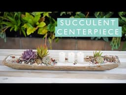 An Easy Succulent Centerpiece