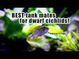 BEST dwarf cichlids and TANK MATE options for your 20 gallon!