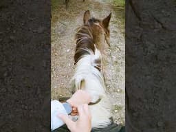 Gaiting down the trail in Texas! Finn doing a beautiful, smooth saddle rack!