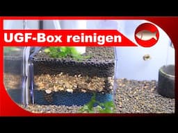 UGF-Box reinigen - der wartungsarme und pflegeleichte Aquarien-Filter - Aquaristik