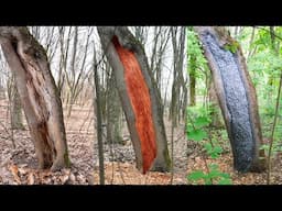 Satisfying Process Of Two Guys Treating a Tree