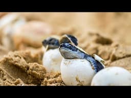 BABY TURTLE HATCHING COMPILATION! SO CUTE!