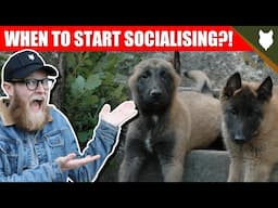 WHEN TO START SOCIALISING MY MALINOIS PUPPY