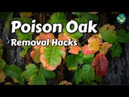 How to Get Rid of Poison Oak | How Do I Kill Poison Oak | Eradicate Poison Oak | Poison Oak Removal!