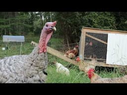 Summer Homestead Chores - Keeping Animals Rotating On The Pasture