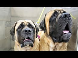 Bathing two giant, adorable, and slobbery English Mastiff dogs