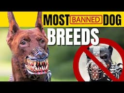 The Most Banned Dog Breeds In The World