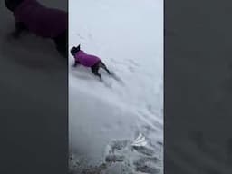 Frenchie loving the snow, what could be better? ❄️