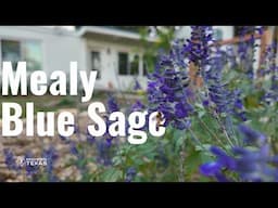 The COMPLETE Guide to Growing Mealy Blue Sage | Texas Native Plants 🌱