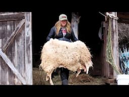 WARNING: Graphic Content - Harvesting The Homestead Ram | Sheep Slaughtering