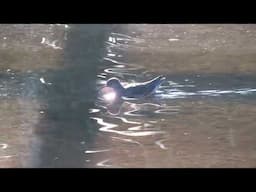 Waders like to go swimming - good zoo animal welfare