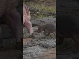 Baby Hippo‘s first steps 😍#hippo #hippobaby #babyanimals #cutenessoverload #maasaimara