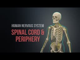 Human Nervous System (Part 1) - Spinal Cord and Periphery (Animation)