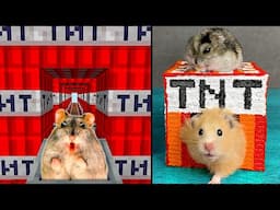 Hamster only TNT BLOCKS Roller Coaster + DIY TNT & CREEPER MINECRAFT