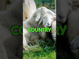 This Country Is Full Of Sheeps! #sheepfacts #facts #countryfacts